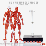 KEEPGOING 1/12 Human Muscle Model Super Movable Doll Red Color Version
