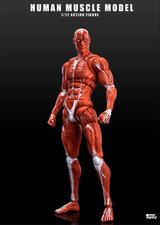 KEEPGOING 1/12 Human Muscle Model Super Movable Doll Red Color Version